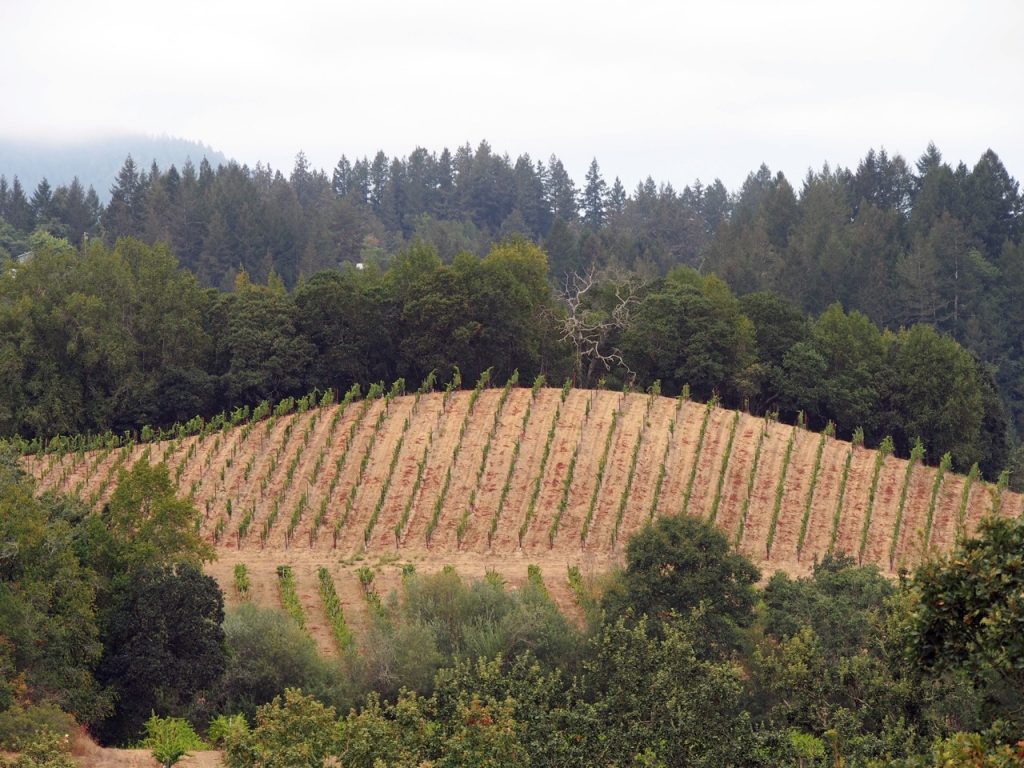 Iron Horse Vineyard
