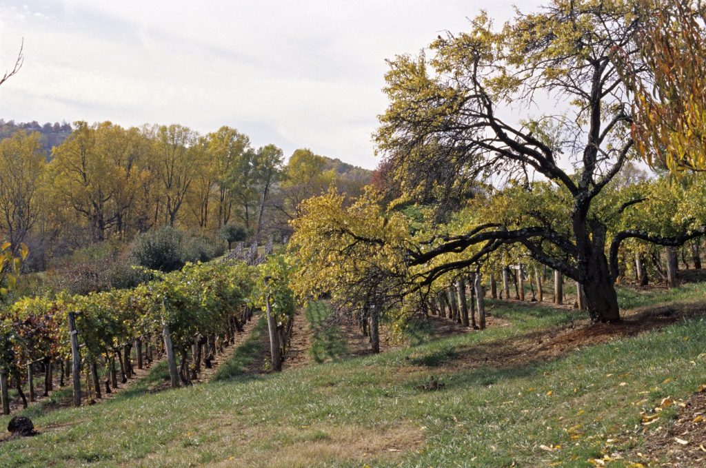 Monticello Vineyards
