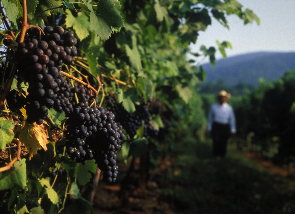 Barboursville Vineyards