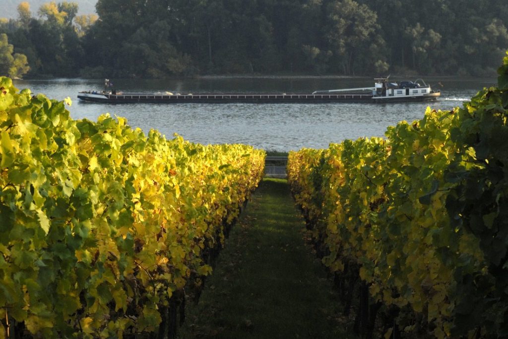 Vineyards Facing the Rhein River in the Rheingau.