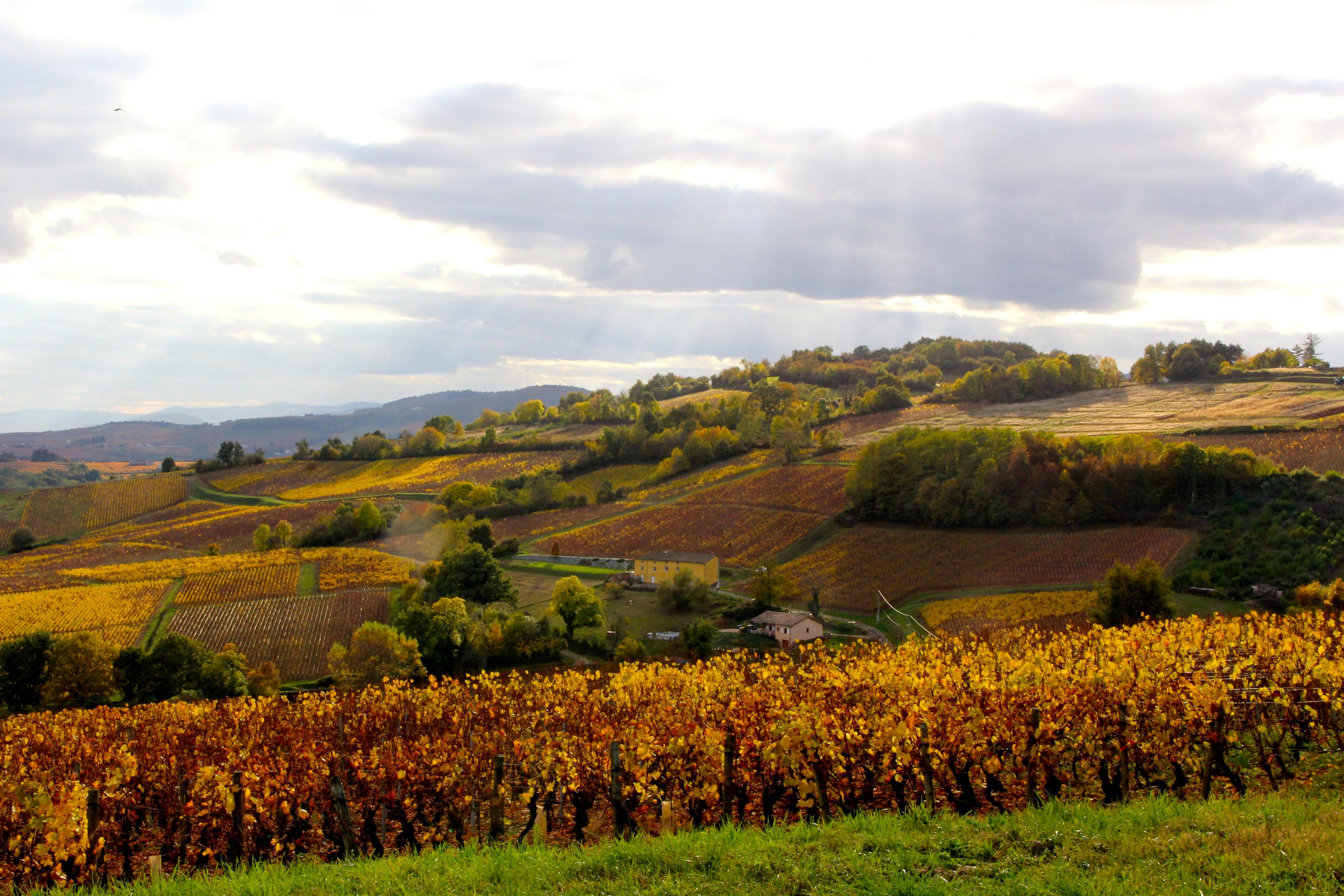 Mâconnais looking down to Beaujolais Mâconnais looking down to Beaujolais